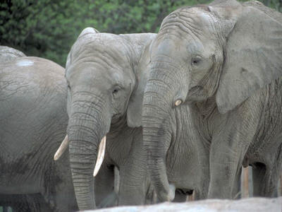 elephant